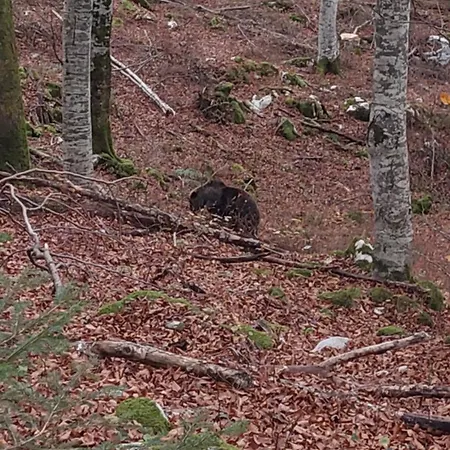 Bobnarica Апартаменты