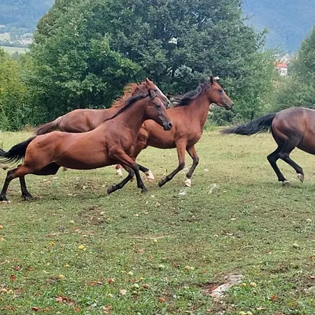 Bobnarica Grahovo