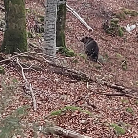 Апартаменты Bobnarica Grahovo