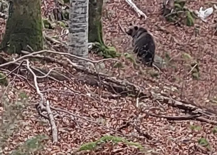 Appartamento Bobnarica Grahovo